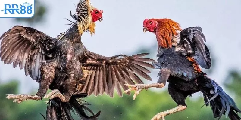 Game đá gà online được cải tiến từ loại hình truyền thống